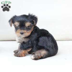 Molly, Yorkie Puppy