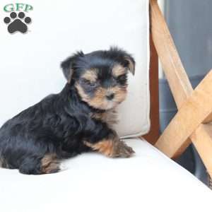 Molly, Yorkie Puppy