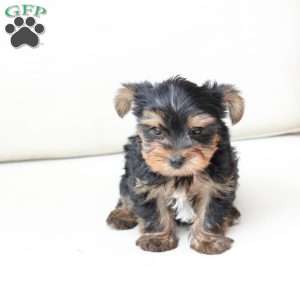Oliver, Yorkie Puppy