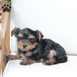 Oliver, Yorkie Puppy