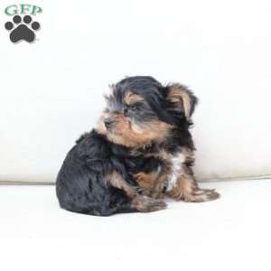 Oliver, Yorkie Puppy