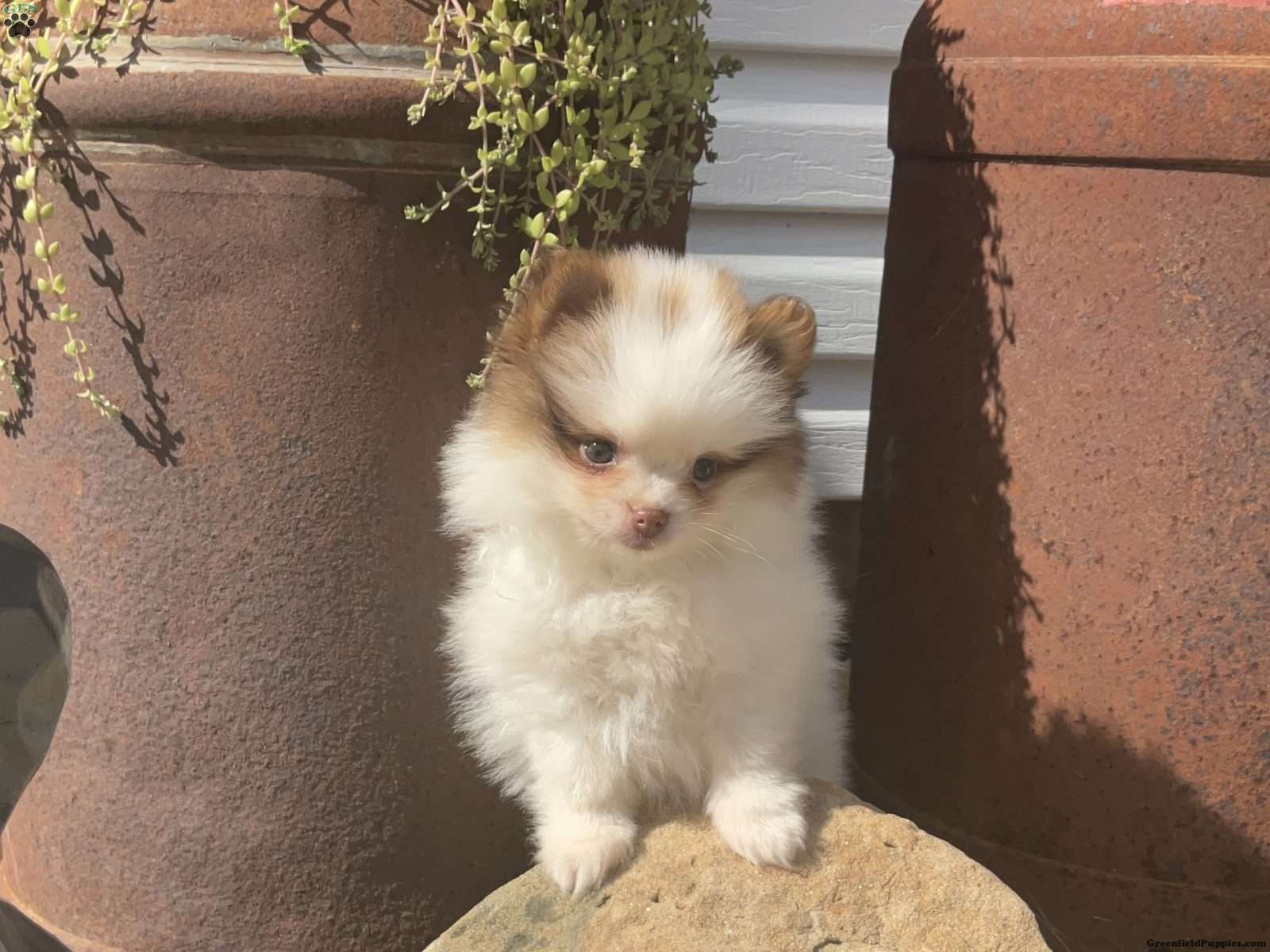 Rocky (Pomeranian, Male) in Dalton, OH