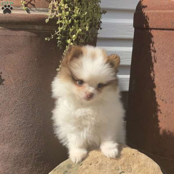 Rocky, Pomeranian Puppy