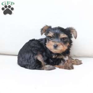 Oliver, Yorkie Puppy