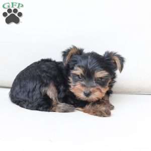 Oliver, Yorkie Puppy