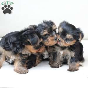 Molly, Yorkie Puppy