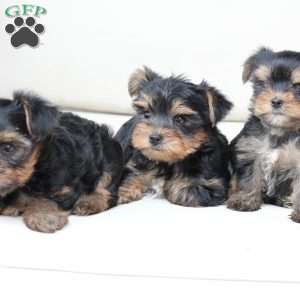 Oliver, Yorkie Puppy