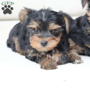 Oliver, Yorkie Puppy