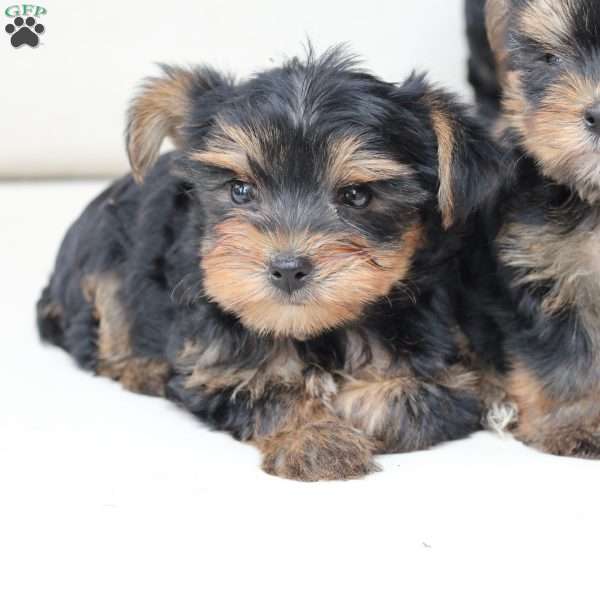 Oliver, Yorkie Puppy