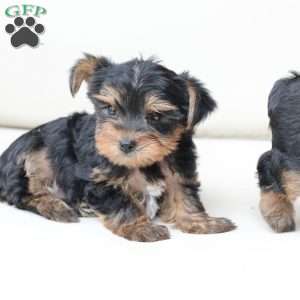 Oliver, Yorkie Puppy