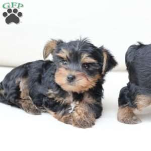 Oliver, Yorkie Puppy