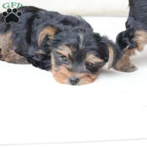Oliver, Yorkie Puppy