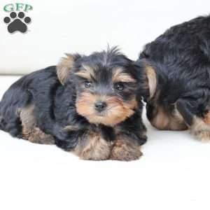 Oliver, Yorkie Puppy