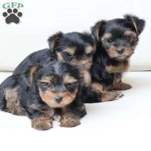 Loki, Yorkie Puppy