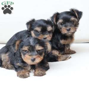 Oliver, Yorkie Puppy
