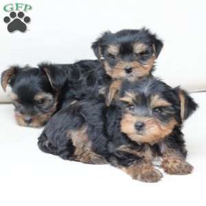 Molly, Yorkie Puppy