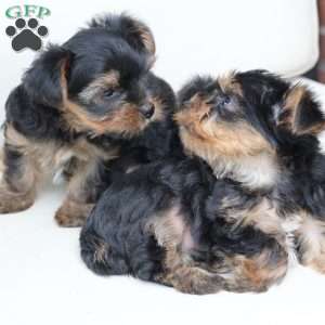 Oliver, Yorkie Puppy