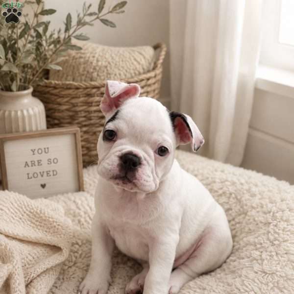 Cashmere, French Bulldog Puppy