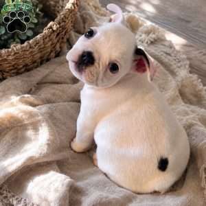 Cashmere, French Bulldog Puppy