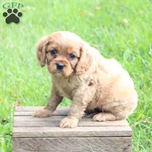 Bruno, Cavalier King Charles Spaniel Puppy