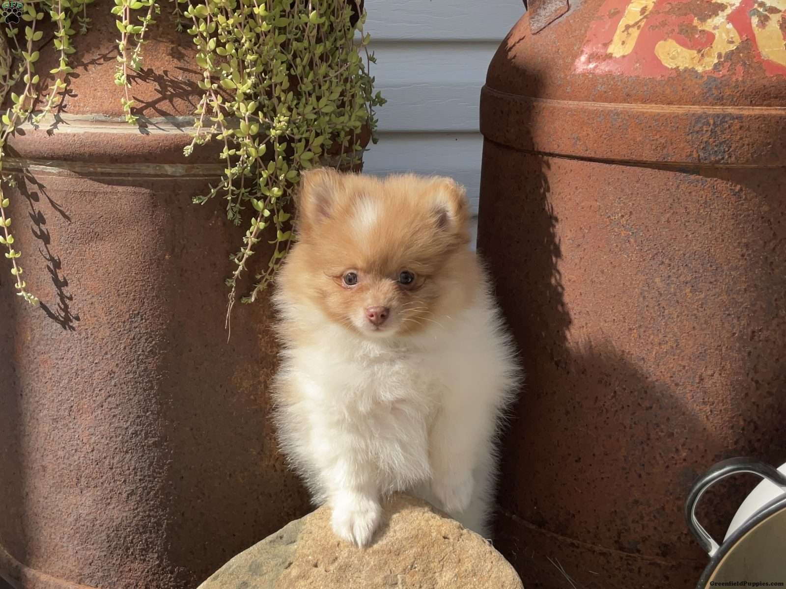 Theo (Pomeranian, Male) in Dalton, OH