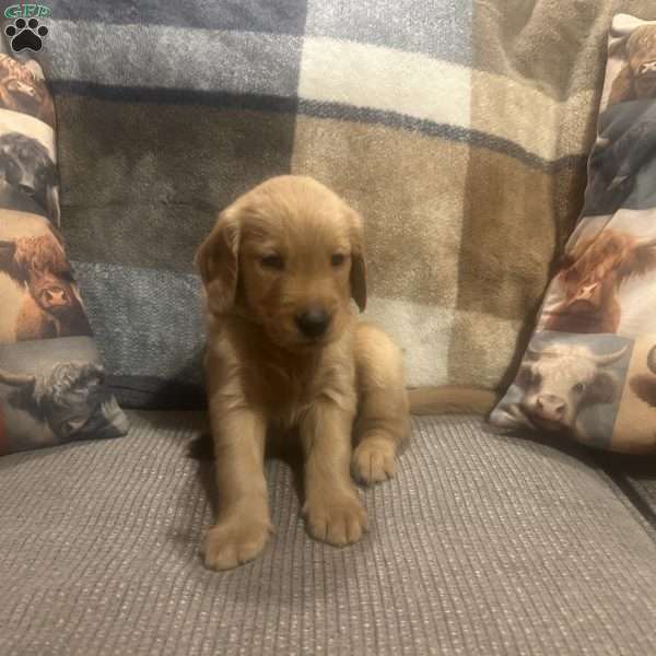 Tide, Golden Retriever Puppy