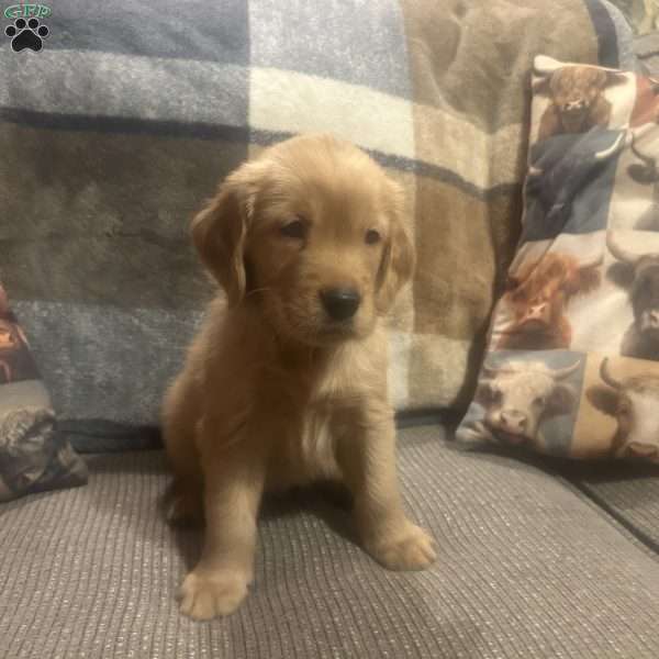 Cove, Golden Retriever Puppy