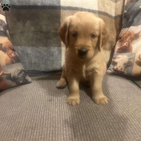 Harbor, Golden Retriever Puppy