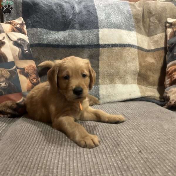 Sailor, Golden Retriever Puppy