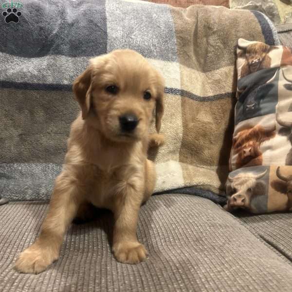 Waverly, Golden Retriever Puppy