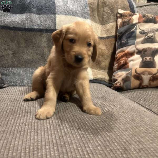 Finn, Golden Retriever Puppy