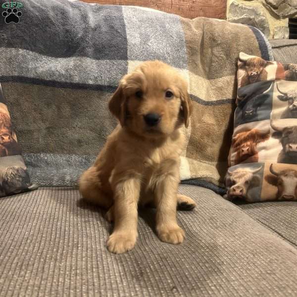 Reef, Golden Retriever Puppy