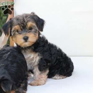 Missy, Yorkie Puppy