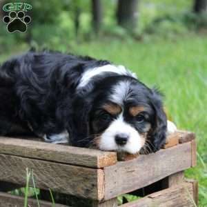 Bubbles, Cavalier King Charles Spaniel Puppy