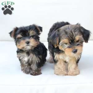 Missy, Yorkie Puppy