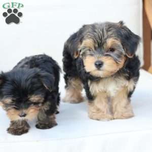 Missy, Yorkie Puppy