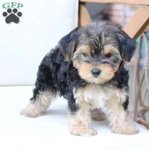 Missy, Yorkie Puppy
