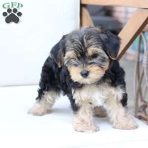 Missy, Yorkie Puppy