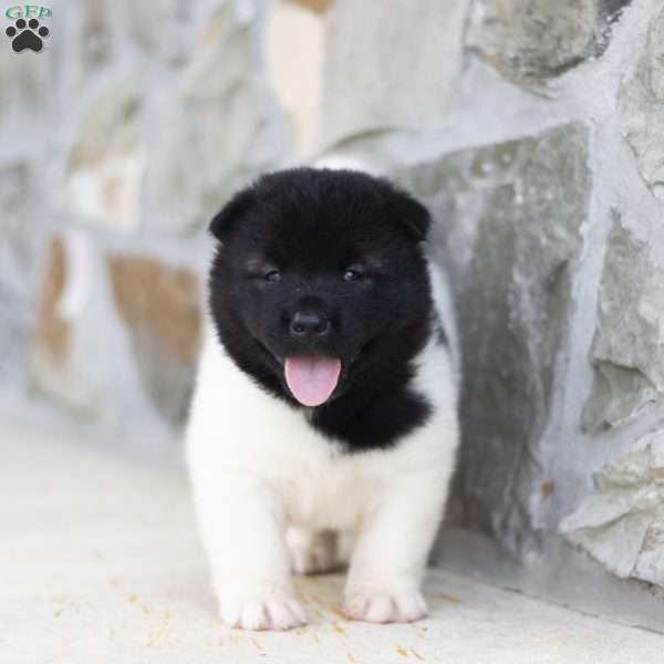 Marshall, Akita Puppy