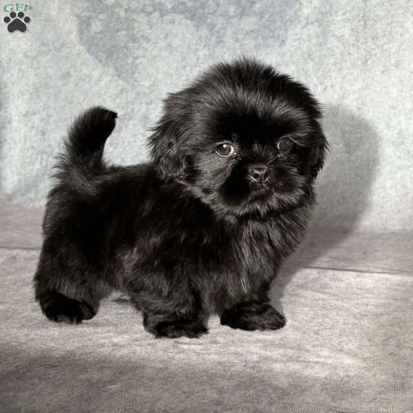 Jupiter, Shih Tzu Puppy
