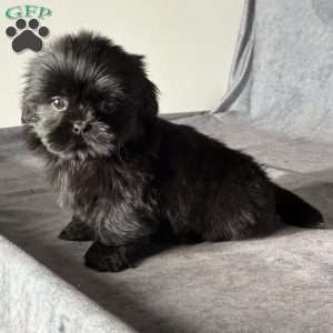 Jupiter, Shih Tzu Puppy