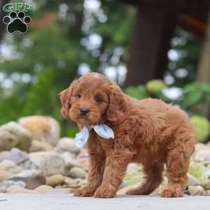 Igor, Mini Goldendoodle Puppy