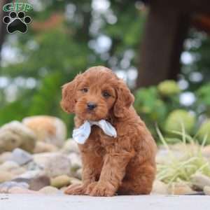 Igor, Mini Goldendoodle Puppy