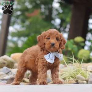 Igor, Mini Goldendoodle Puppy