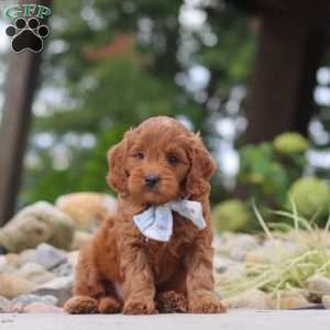 Igor, Mini Goldendoodle Puppy