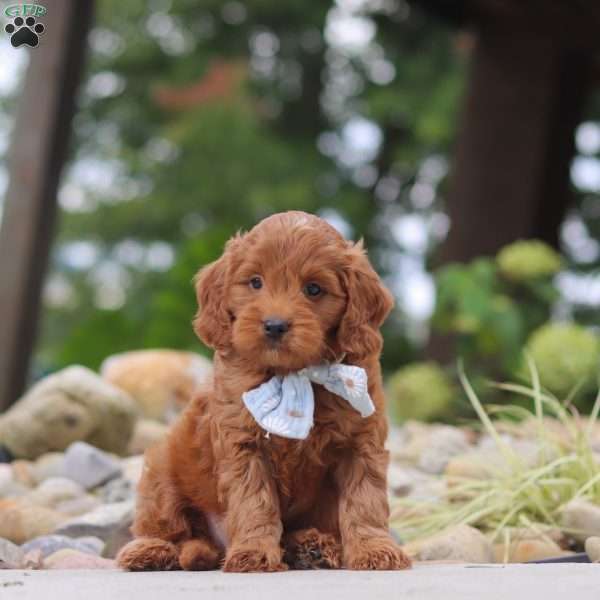 Igor, Mini Goldendoodle Puppy
