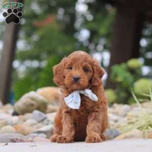 Igor, Mini Goldendoodle Puppy