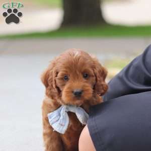 Igor, Mini Goldendoodle Puppy