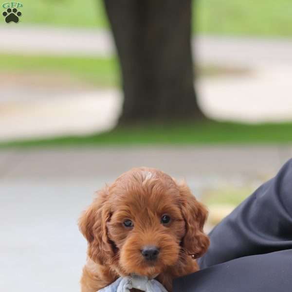 Igor, Mini Goldendoodle Puppy