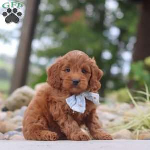 Igor, Mini Goldendoodle Puppy